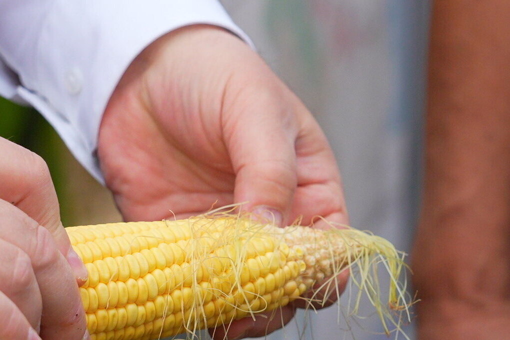 В порту «Оля» Астраханской области проверили 13,7 тыс. тонн продукции для Ирана