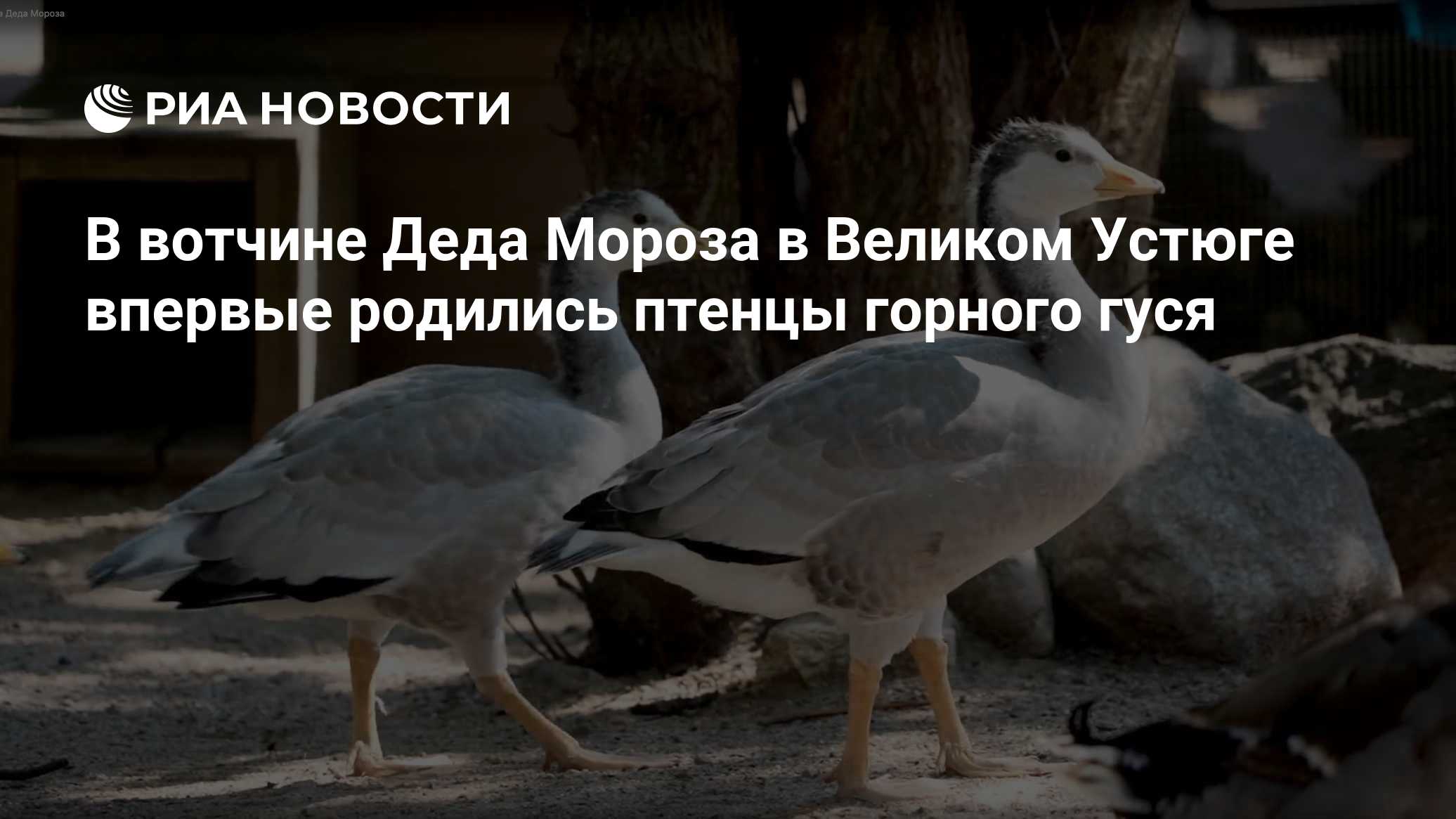 В вотчине Деда Мороза в Великом Устюге впервые родились птенцы горного гуся