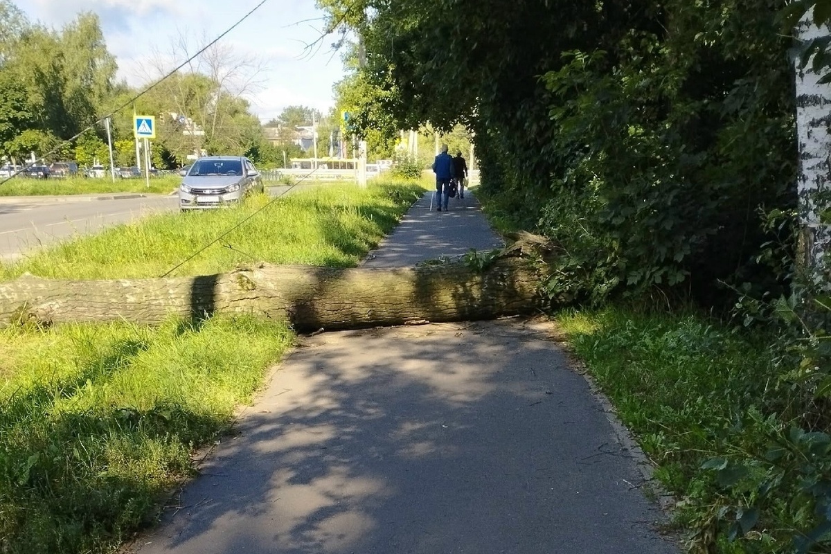 В Ярославле рухнуло еще одно старое дерево
