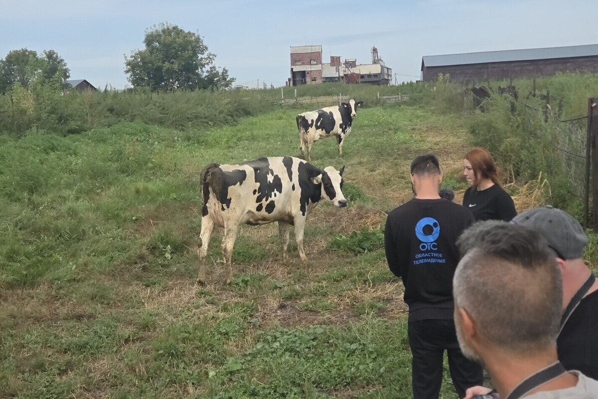 Скот возвращается в семьи: в НСО начали восстанавливать поголовье после весенней эпидемии