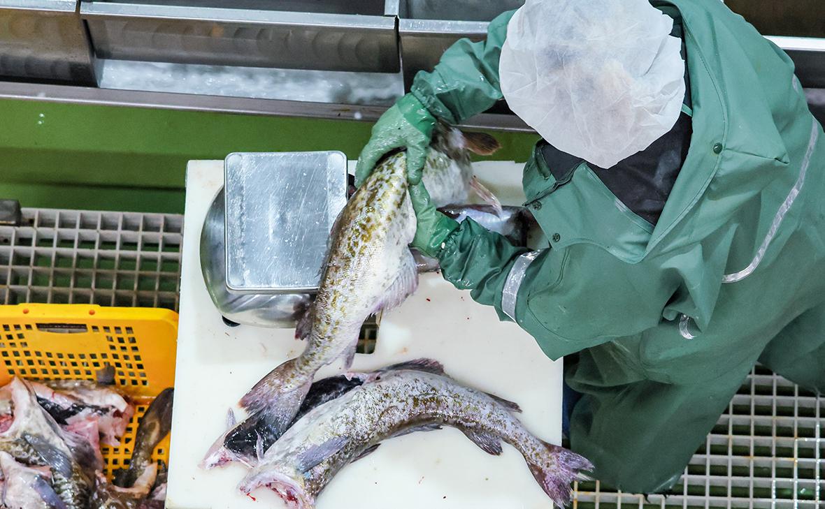Более 11 тыс. тонн морепродуктов отгрузило столичное предприятие