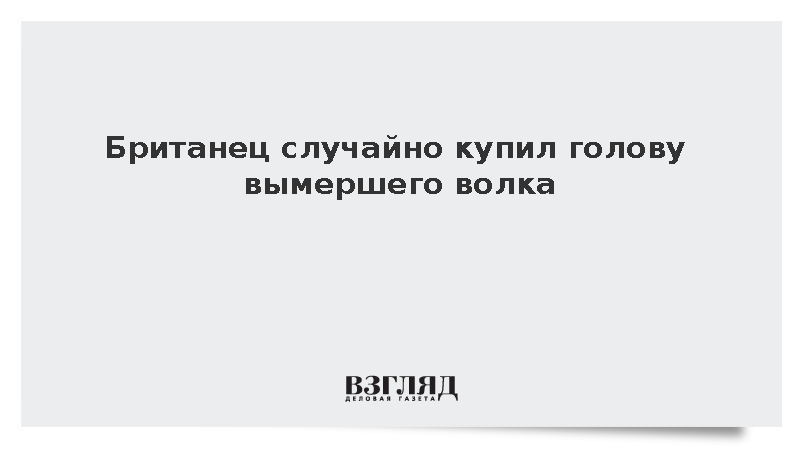 Чучело вымершего тасманийского волка продали на аукционе за 6 млн рублей