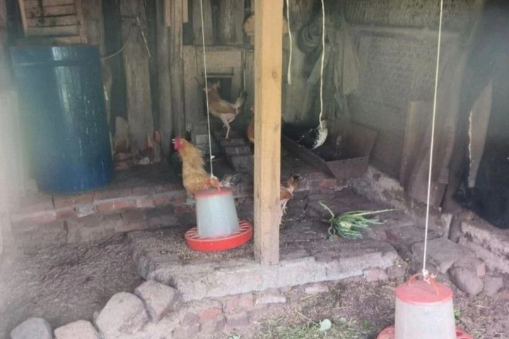 В Немане и Мамоново куры-нелегалы попались в грязных птичниках