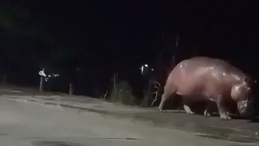 Жители Колумбии сняли на видео пришедшего к школе бегемота Пабло Эскобара