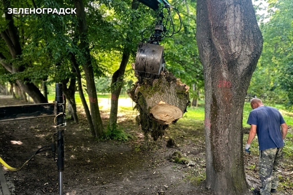 Зелёные зоны курортного Зеленоградска масштабно «зачистили»