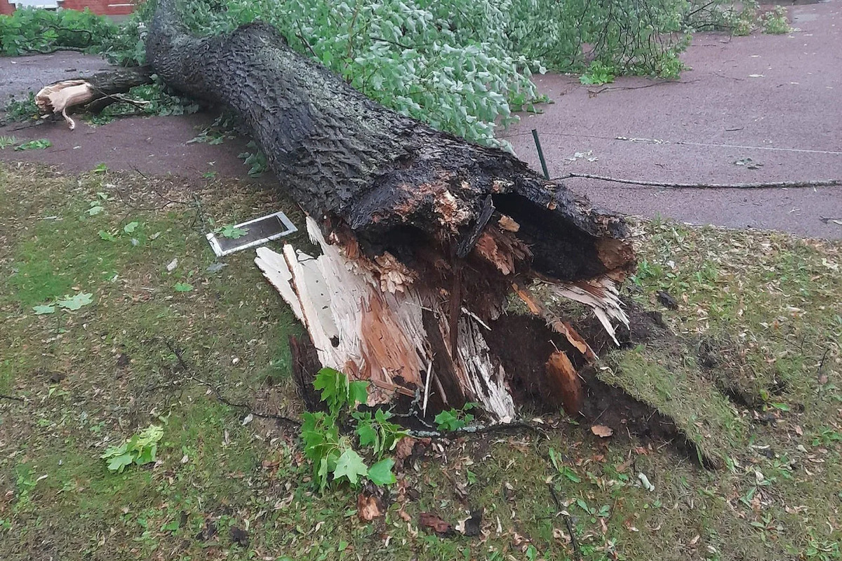 Специалисты убрали более 300 аварийных деревьев с новгородских дорог за сутки