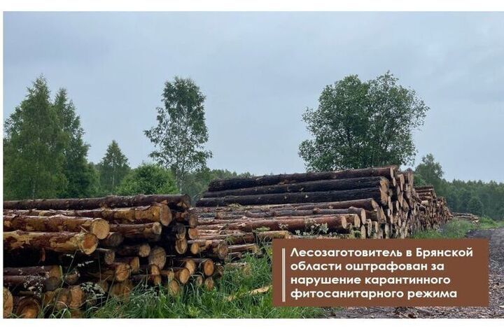 Брянский лесозаготовитель оштрафован за нарушение карантина