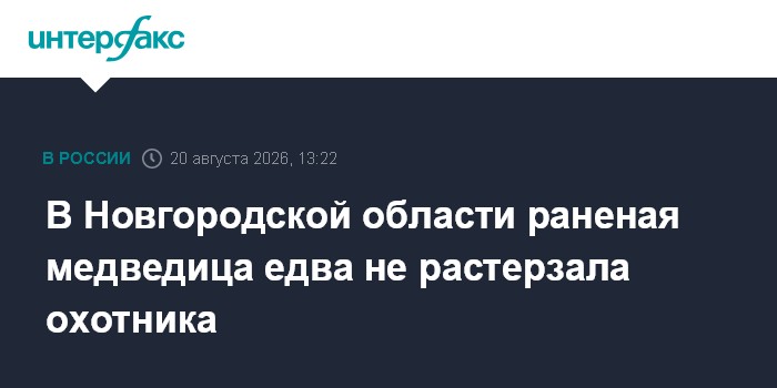В Новгородской области раненая медведица едва не растерзала охотника