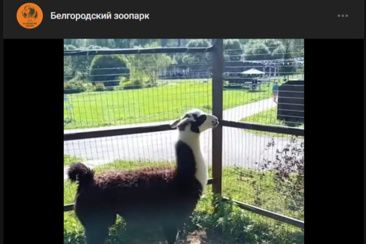 Лампочка из Белгородского зоопарка изучает новый дом в Калуге