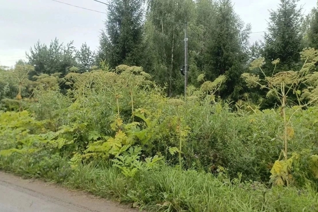 Костромская область будет бороться с борщевиком Сосновского по-новому