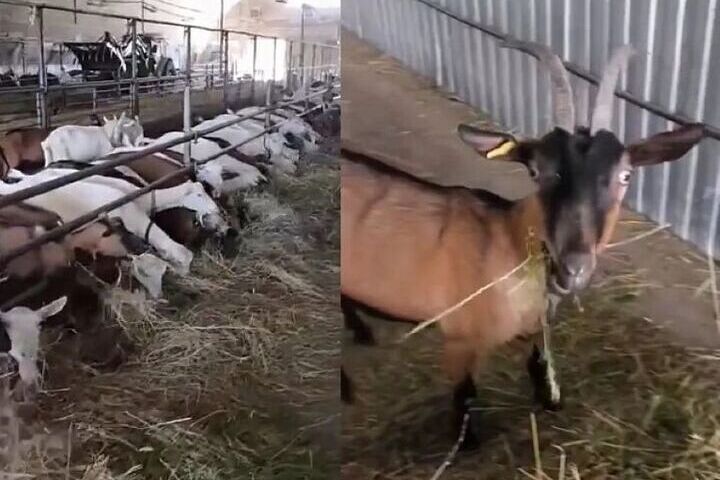 В Свечинском районе спасают поголовье обанкротившейся козофермы