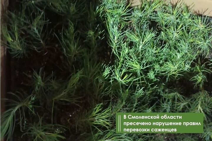 В Смоленской области Россельхознадзор пресек нарушение правил перевозки саженцев