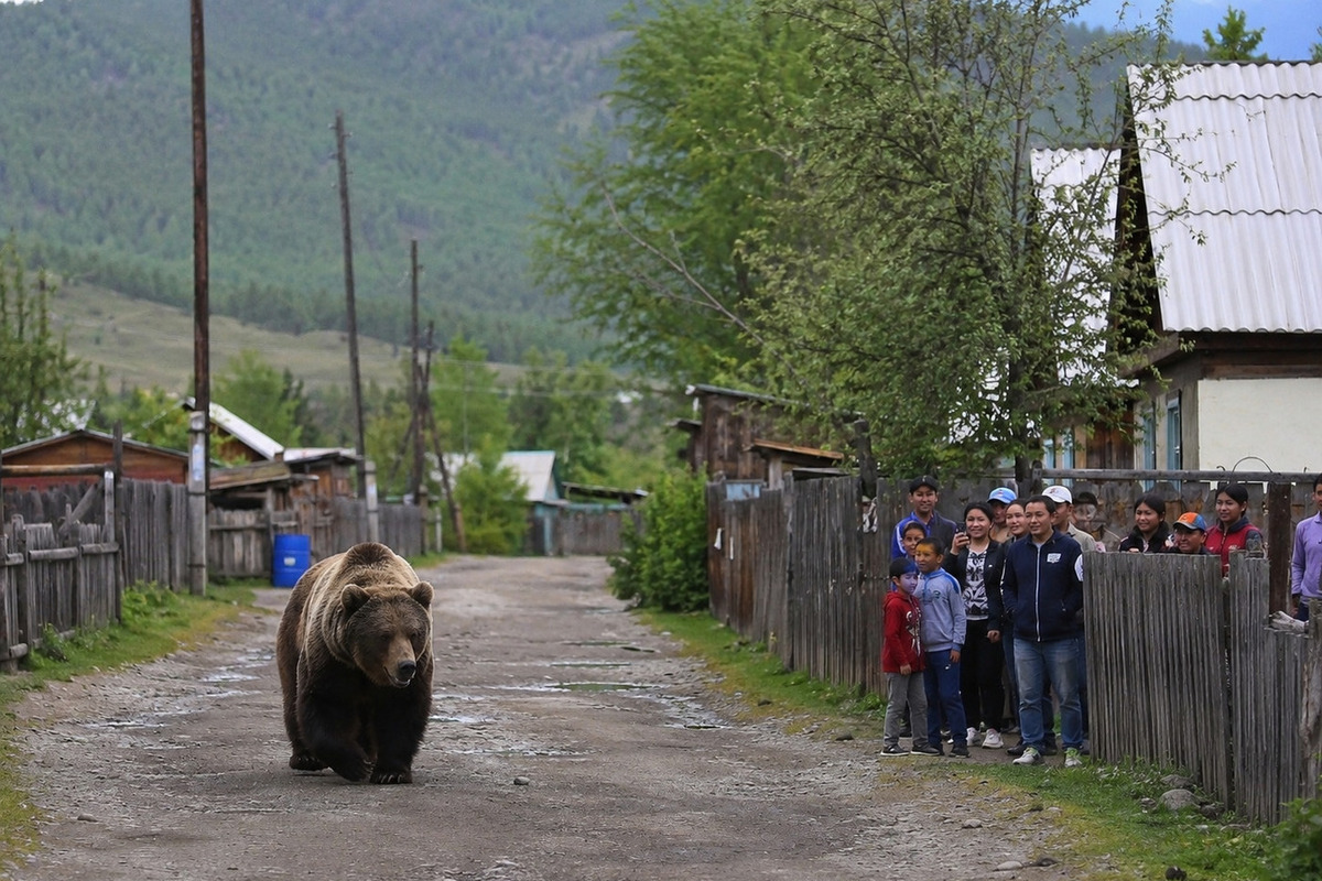 Медведь вошел в село и заставил открыть огонь по нему