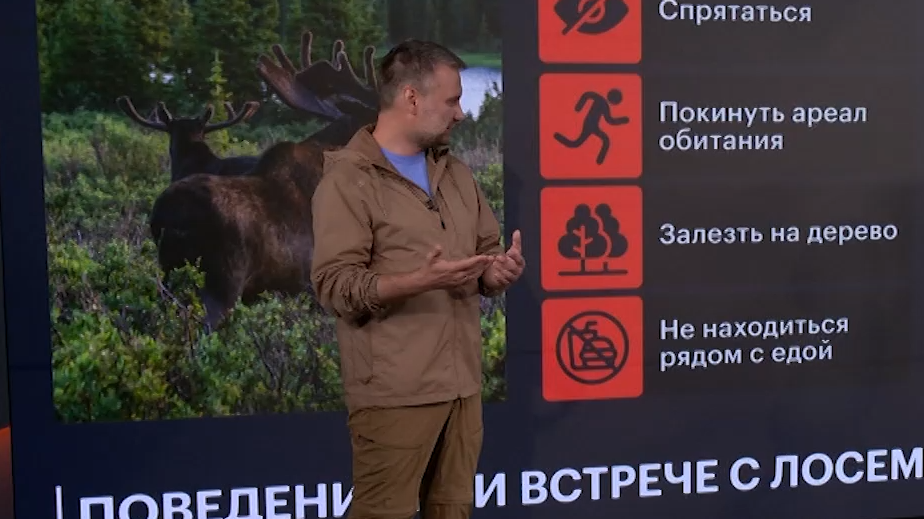 Что делать, если встретил медведя. Эфир телеканала РБК