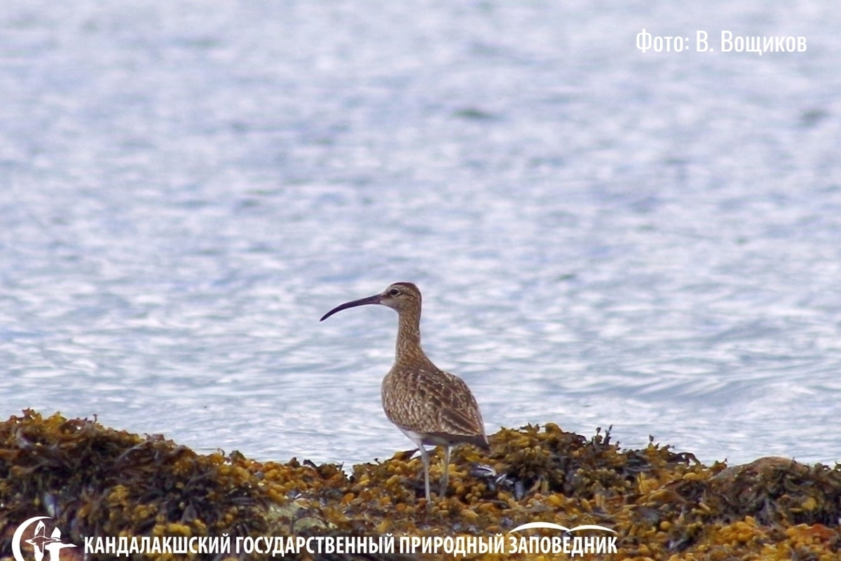 Тысячи птиц и редкие турпаны с кроншнепами нашлись в Кандалакшском заповеднике
