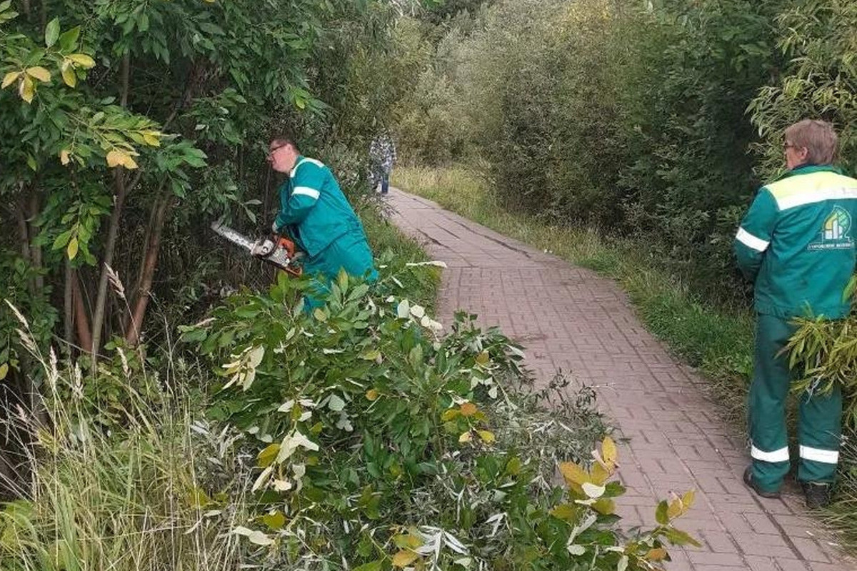 Ко Дню знаний в Великом Новгороде расчистят дорожки к учебным заведениям
